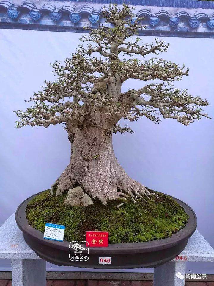 对节白蜡基地直供桩材 价钱平还带设计