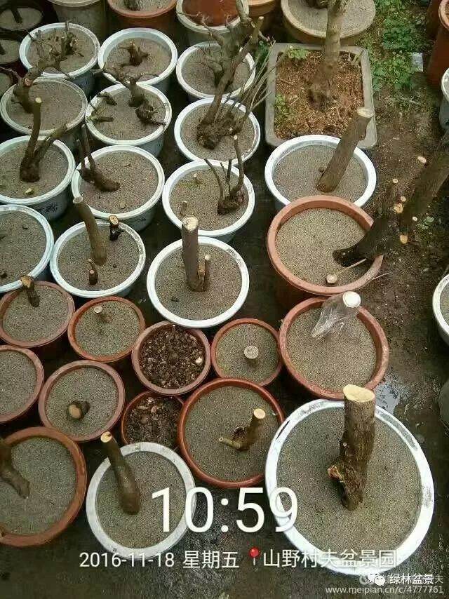 这样养出的三角枫下山桩根系 非常好