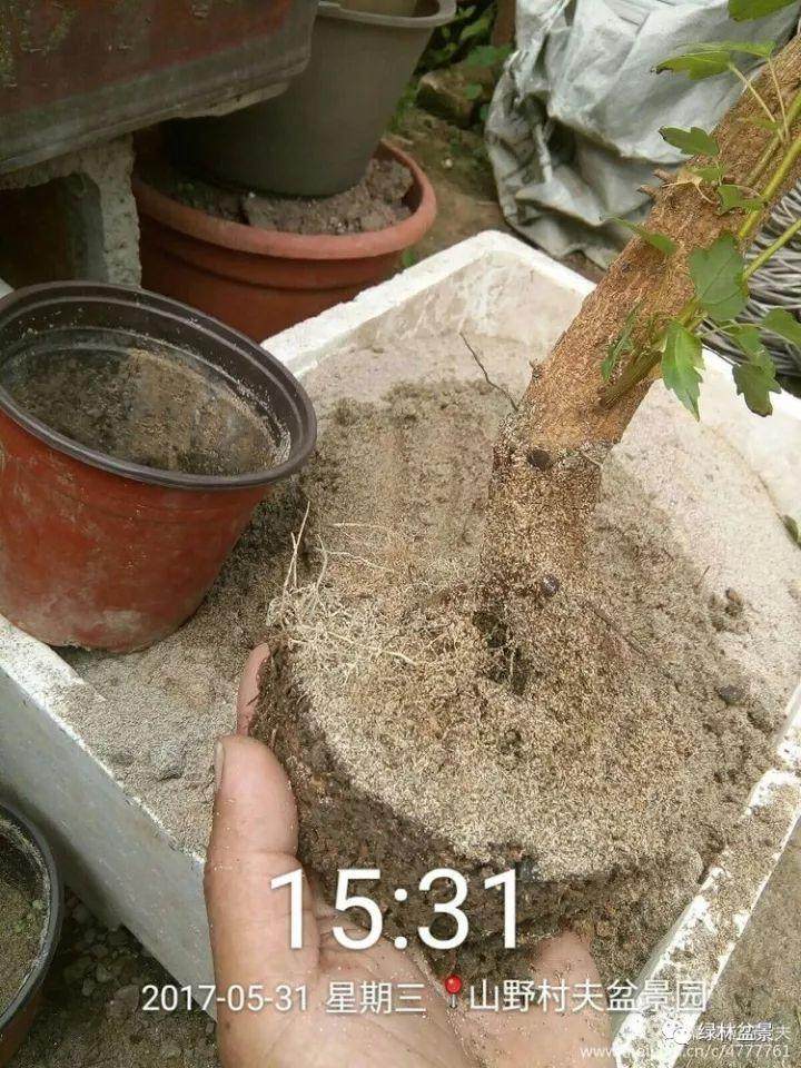 这样养出的三角枫下山桩根系 非常好