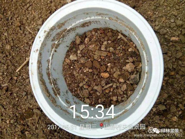 三角枫下山桩根系怎么发根 方法图解 13幅