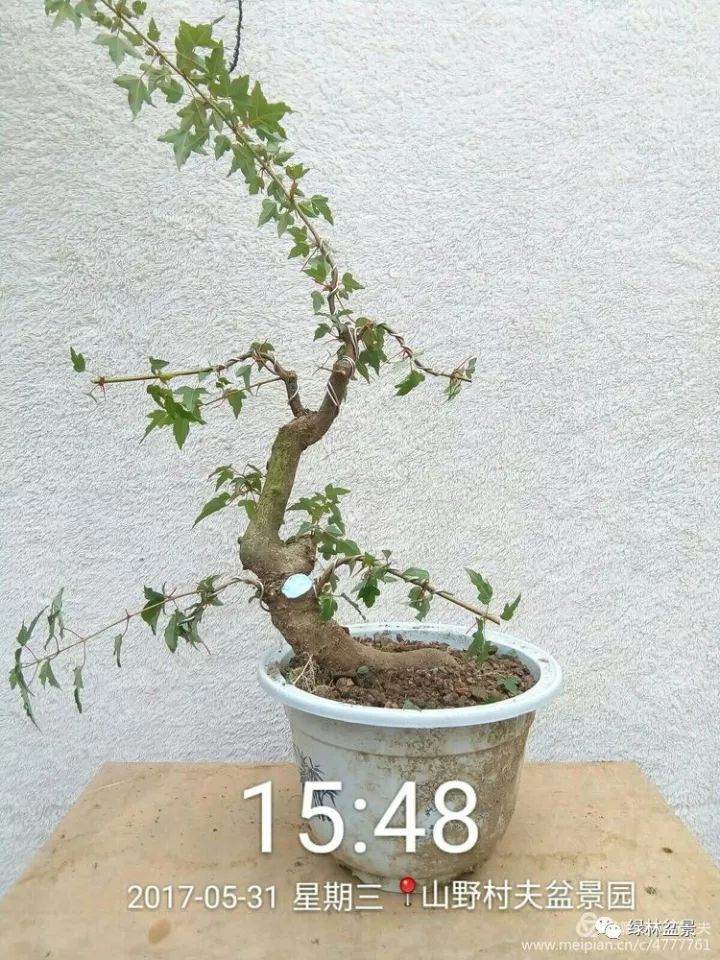 三角枫下山桩根系怎么发根 方法图解 13幅