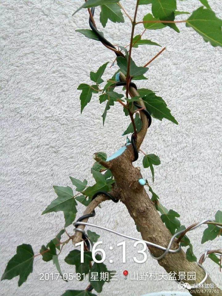 三角枫下山桩根系怎么发根 方法图解 13幅