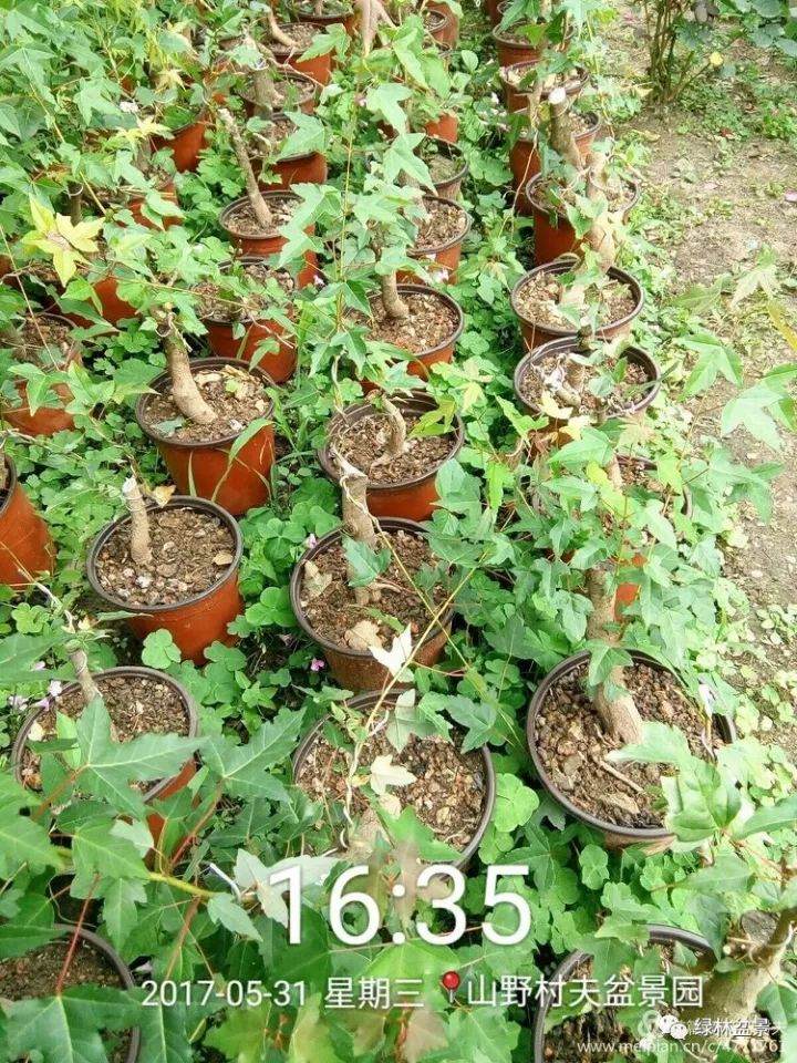 三角枫下山桩根系怎么发根 方法图解 13幅