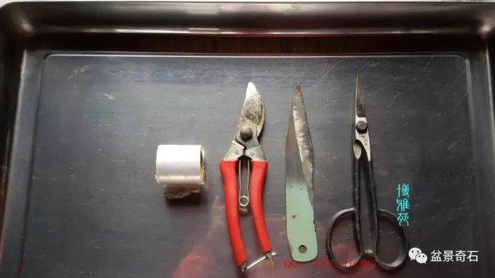 图解 柏树盆景的嫁接教程 23幅