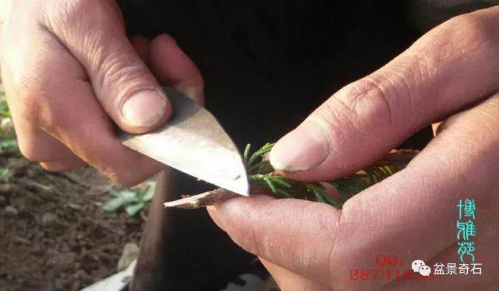 图解 柏树盆景的嫁接教程 23幅