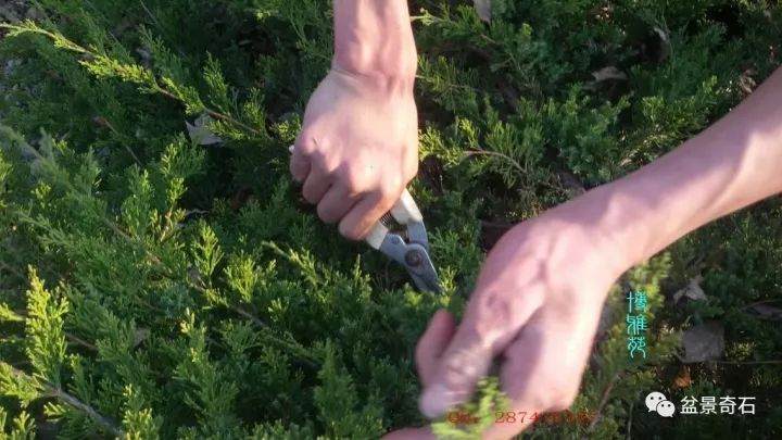 图解 柏树盆景的嫁接教程 23幅