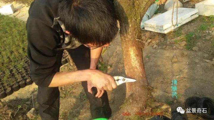 图解 柏树盆景的嫁接教程 23幅