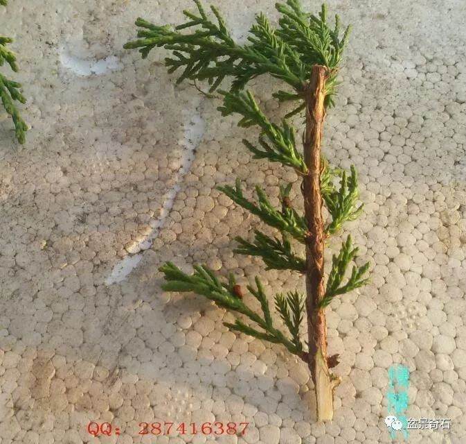 图解 柏树盆景的嫁接教程 23幅