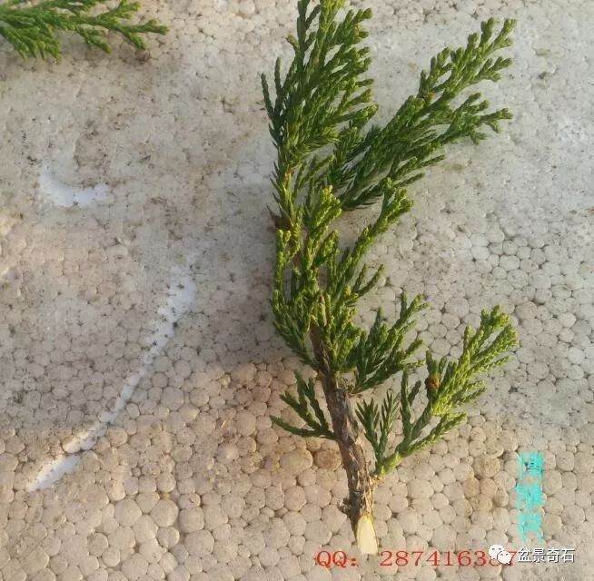 图解 柏树盆景的嫁接教程 23幅