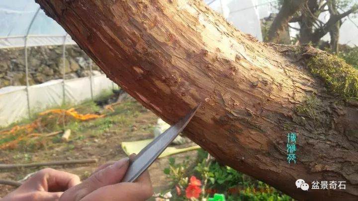 图解 柏树盆景的嫁接教程 23幅