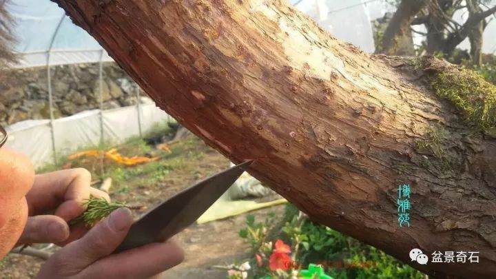 图解 柏树盆景的嫁接教程 23幅