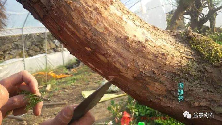 图解 柏树盆景的嫁接教程 23幅