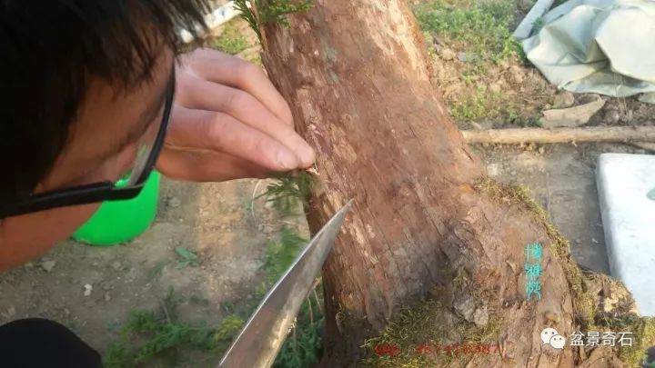 图解 柏树盆景怎么嫁接的教程 23幅