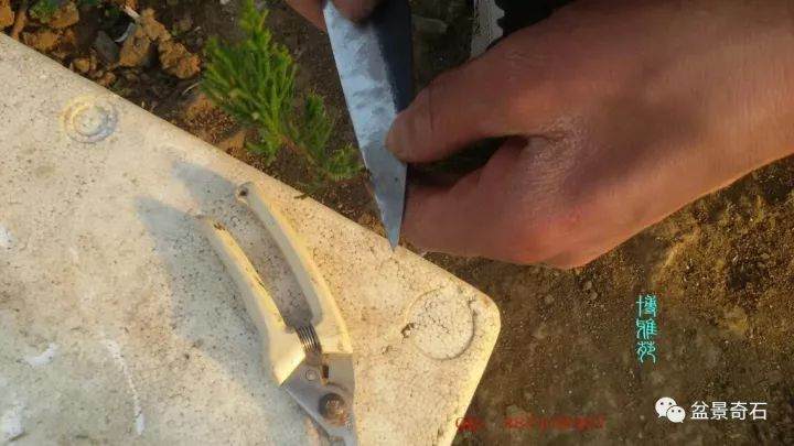 图解 柏树盆景怎么嫁接的教程 23幅