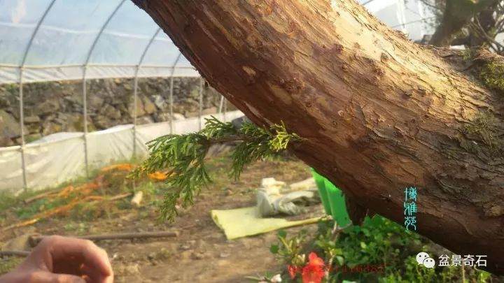 图解 柏树盆景怎么嫁接的教程 23幅