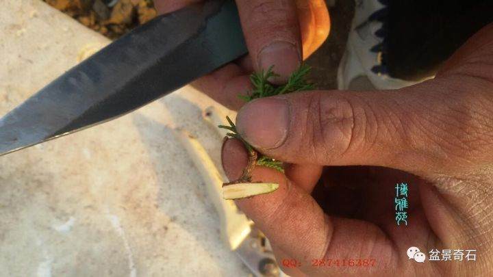 图解 柏树盆景怎么嫁接的教程 23幅