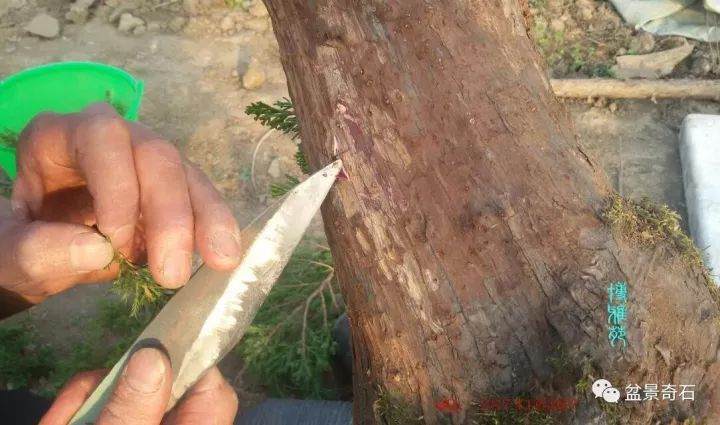 图解 柏树盆景怎么嫁接的教程 23幅