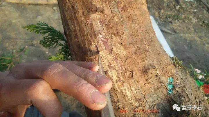 图解 柏树盆景怎么嫁接的教程 23幅