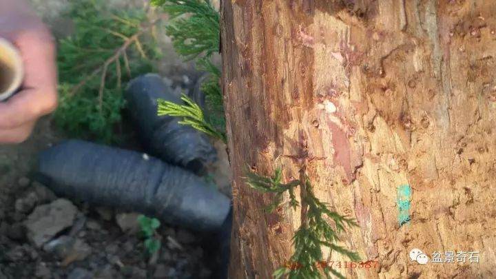图解 柏树盆景怎么嫁接的教程 23幅