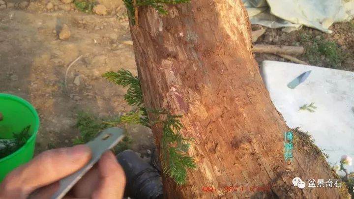 图解 柏树盆景怎么嫁接的教程 23幅
