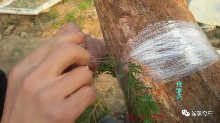 图解 柏树盆景怎么嫁接的教程 23幅