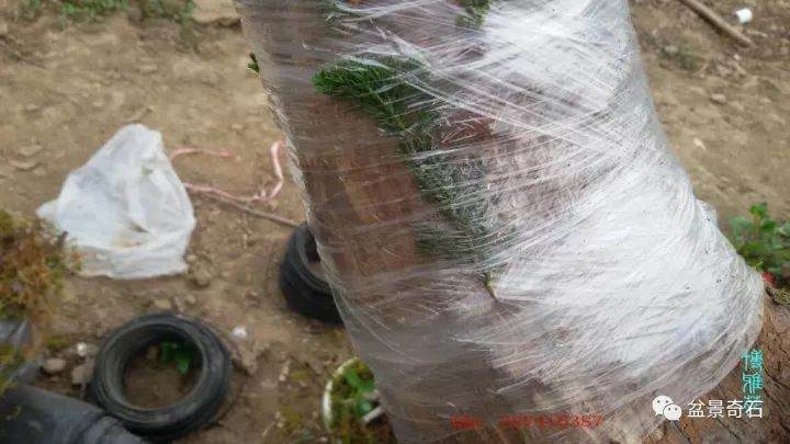 图解 柏树盆景怎么嫁接的教程 23幅