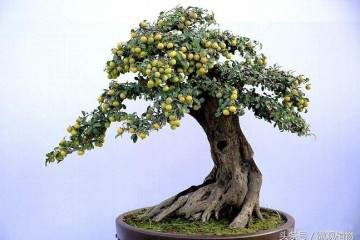 我处理老鸦柿盆景怎么迟迟不发芽的方法