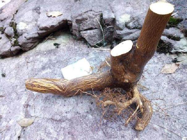 金豆下山桩怎么种成活高?