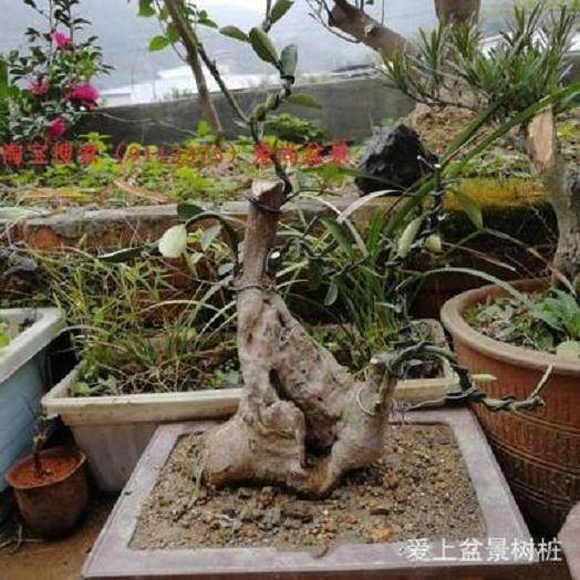 金豆下山桩怎么种成活高?