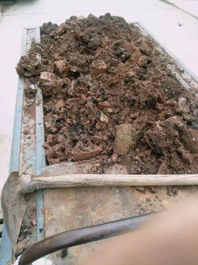 图解 栽培下山桩成活率超高的方法 17幅