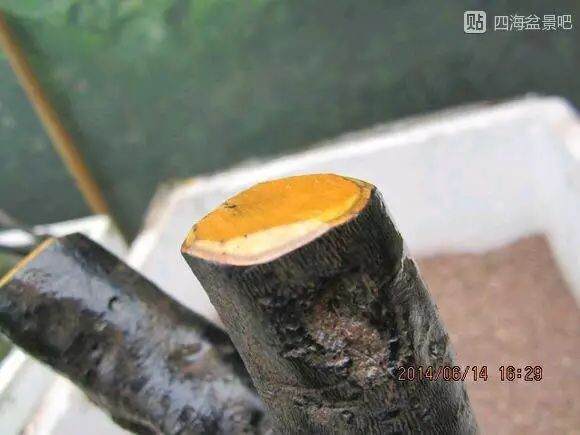 图解 栽培下山桩成活率超高的方法 17幅