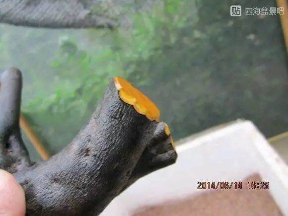 图解 栽培下山桩成活率超高的方法 17幅