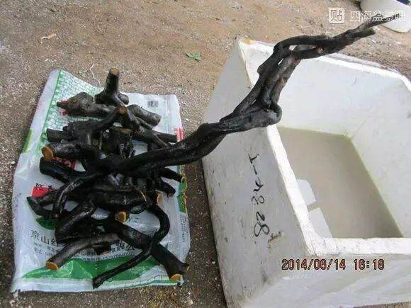 图解 栽培下山桩成活率超高的方法 17幅