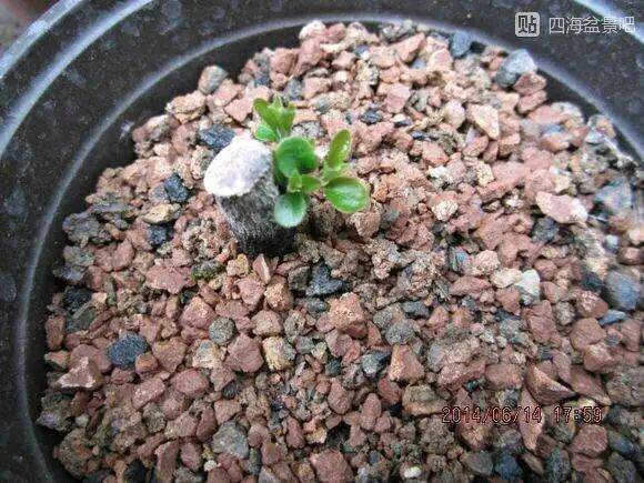 图解 栽培下山桩成活率超高的方法 14幅