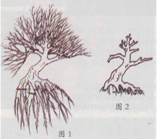 怎么处理下山桩 成活率可达80%—90% 图解