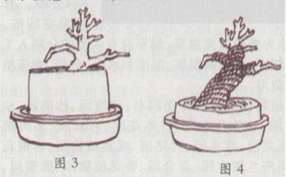 怎么处理下山桩 成活率可达80%—90% 图解
