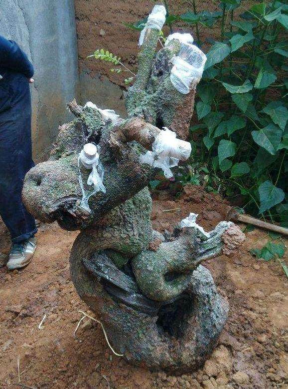 如何分辨和处理下山桩的假活和假死?