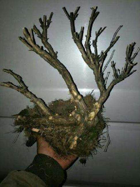 如何分辨和处理下山桩的假活和假死?