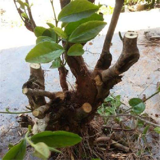 如何处理下山桩的假死和假活现象?