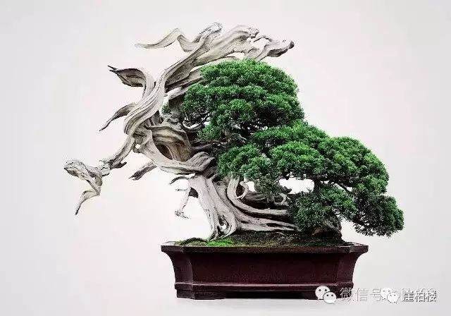 图解 木村正彦制作崖柏盆景的23个过程