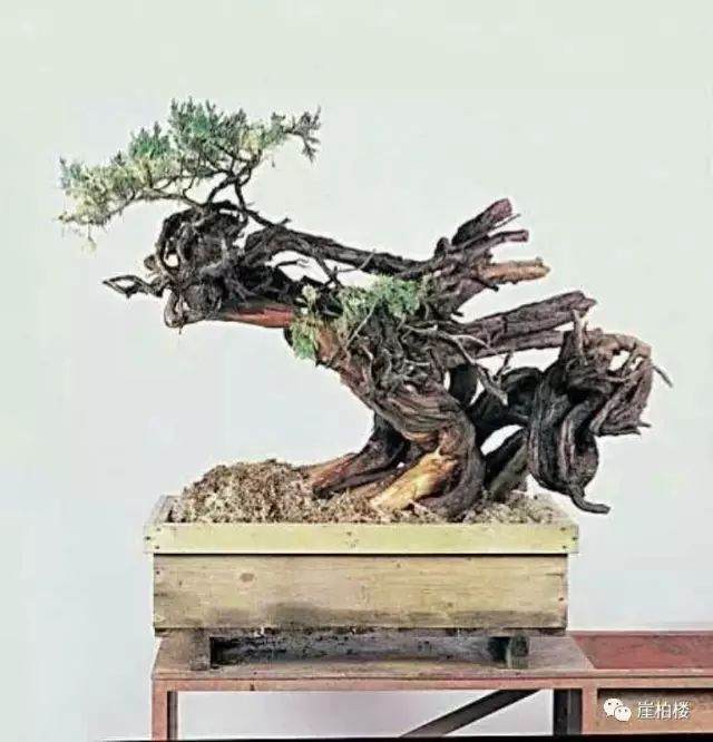 图解 木村正彦制作崖柏盆景的23个过程