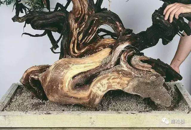 图解 木村正彦制作崖柏盆景的23个过程