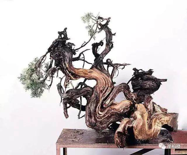 图解 木村正彦制作崖柏盆景的23个过程