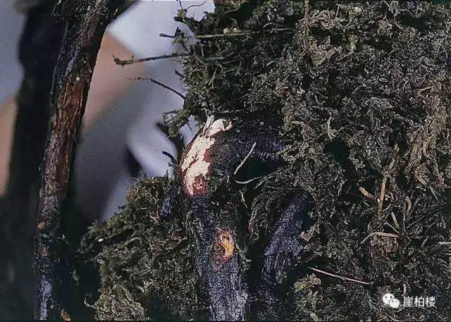 图解 木村正彦制作崖柏盆景的23个过程