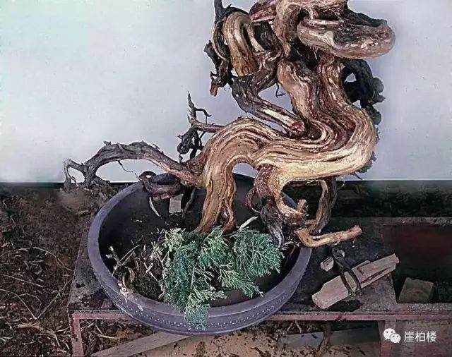 图解 木村正彦制作崖柏盆景的23个过程