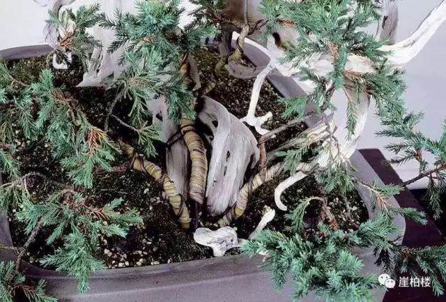 图解 木村正彦制作崖柏盆景的23个过程