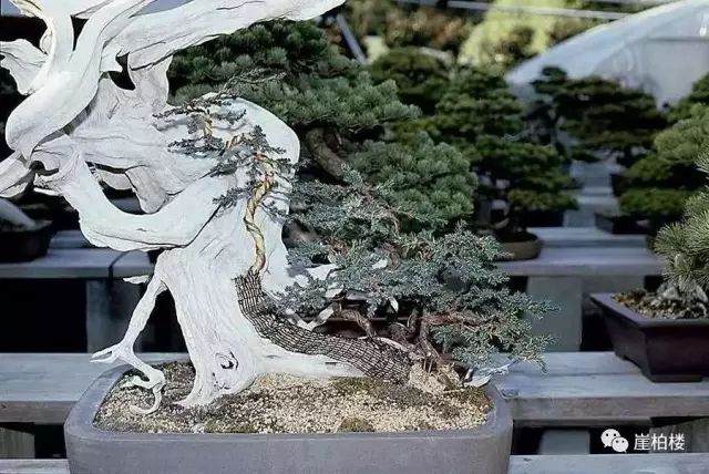 图解 木村正彦制作崖柏盆景的23个过程