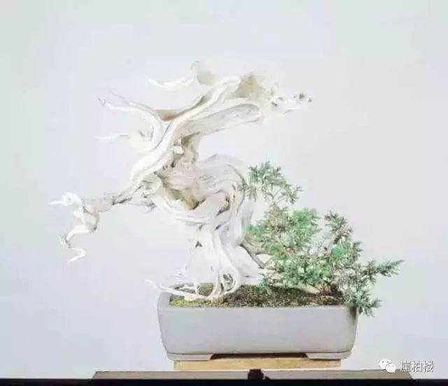 图解 木村正彦制作崖柏盆景的23个过程