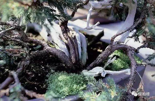 图解 木村正彦制作崖柏盆景的23个过程