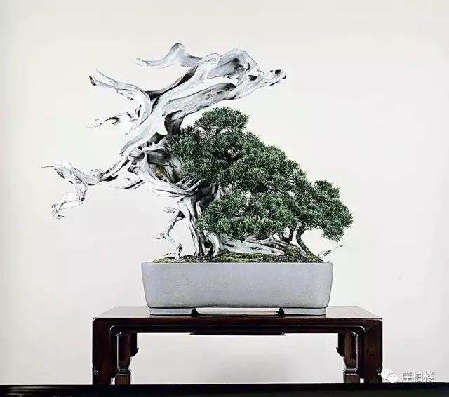 图解 木村正彦制作崖柏盆景的23个过程